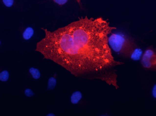 Anti-Kv7.4/KCNQ4 K+ Channel Antibody - Image 3