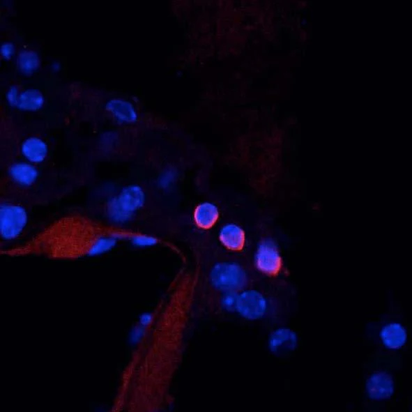 Anti-Kv7.4/KCNQ4 K+ Channel Antibody - Image 4
