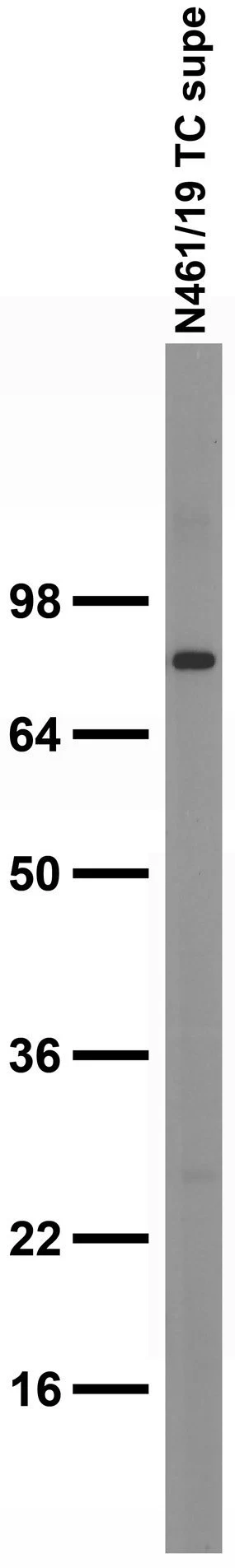 Anti-Kv9.1 Antibody