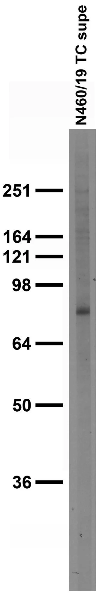 Anti-Kv9.2 Antibody