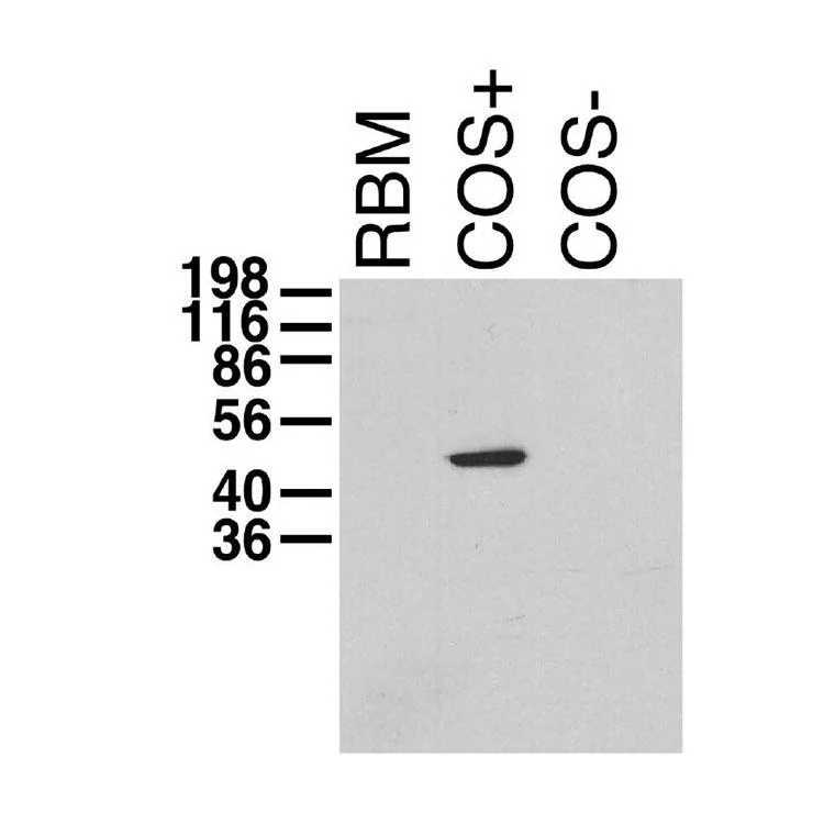 Anti-Kvbeta1.1 K+ Channel Antibody - Image 2