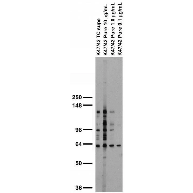 Anti-Kvbeta1.2 K+ Channel Antibody - Image 3