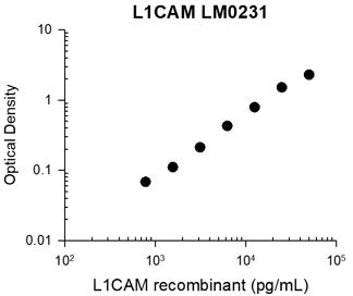 Anti-L1CAM (Extracellular) Antibody - Image 2