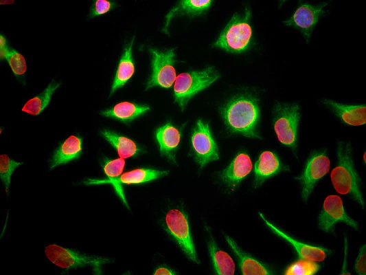 Anti-Lamin A/C Antibody