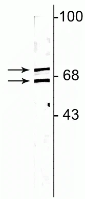 Anti-Lamin A/C Antibody - Image 2