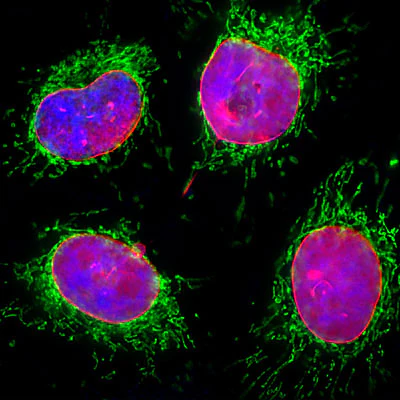 Anti-Lamin A/C Antibody - Image 3