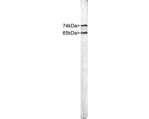Anti-Lamin A/C Antibody