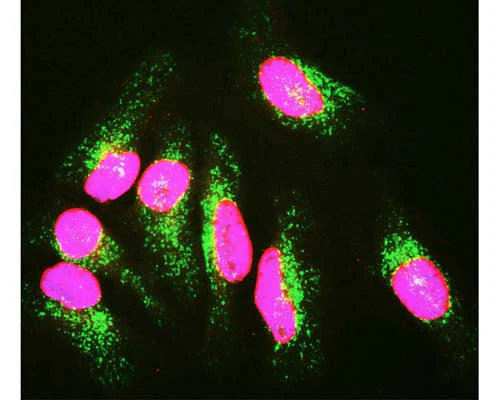 Anti-Lamin A/C Antibody - Image 2