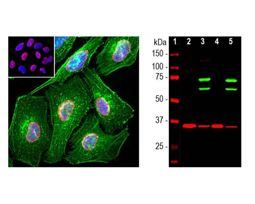 Anti-Lamin A/C Antibody - Image 3