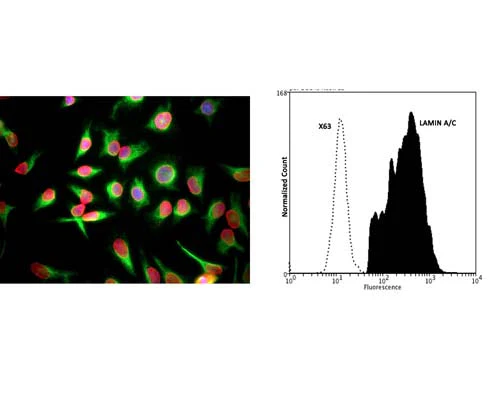 Anti-Lamin A/C Antibody