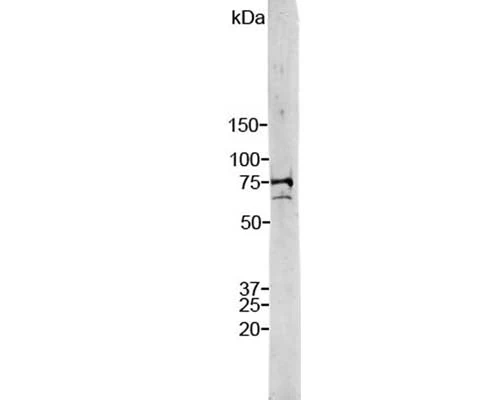 Anti-Lamin A/C Antibody