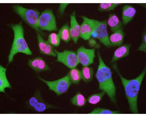 Anti-Lamin A/C Antibody - Image 2