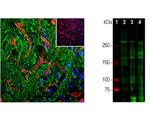 Anti-Laminin-111 Antibody - Image 2