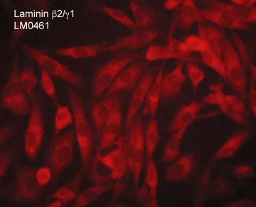 Anti-Laminin β2/γ1 Subunits Antibody - Image 2