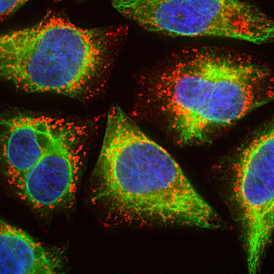 Anti-LAMP1 Antibody