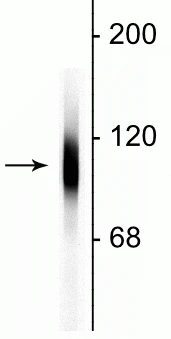 Anti-LAMP1 Antibody - Image 2