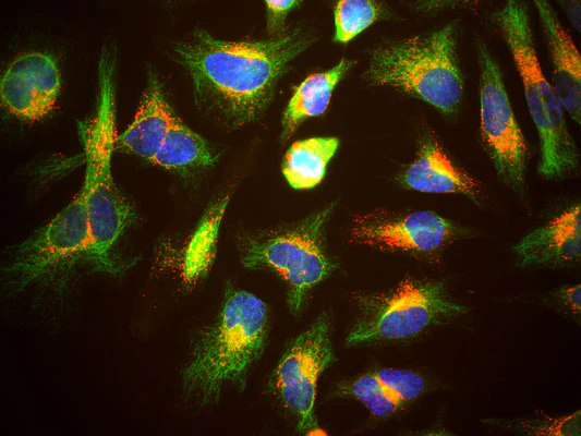 Anti-LAMP1 Antibody - Image 3