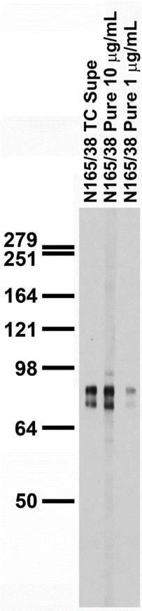 Anti-LAR/PTPRF (Receptor-Type Tyrosine-Protein Phosphatase) Antibody