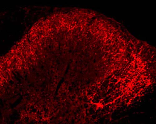 Anti-Leu-Enkephalin Antibody