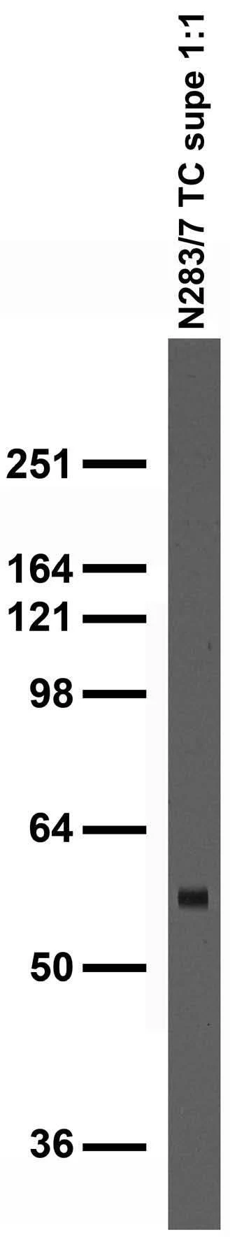 Anti-Lgi1 Antibody - Image 3