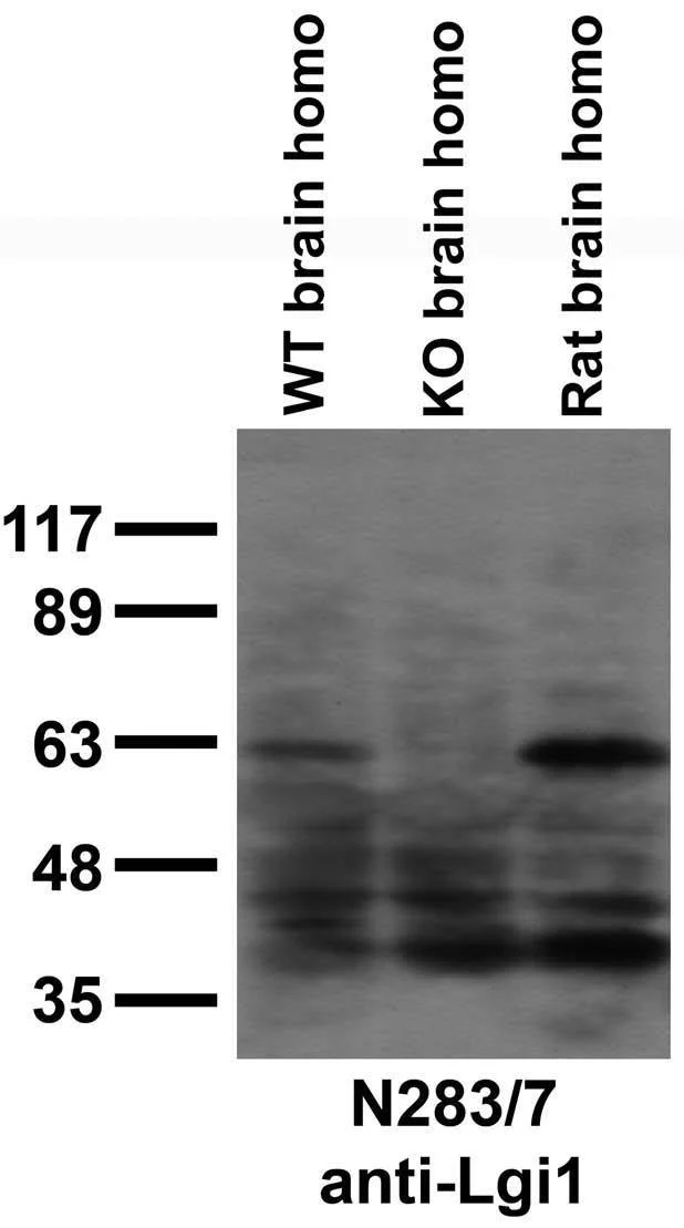 Anti-Lgi1 Antibody - Image 4