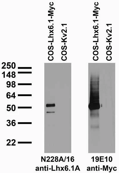 Anti-Lhx6.1 Antibody