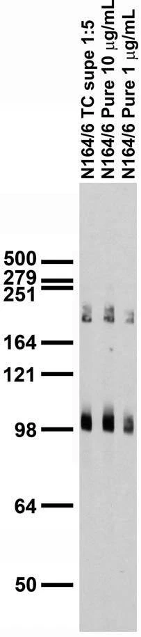 Anti-LRP4 (Cytoplasmic) Antibody