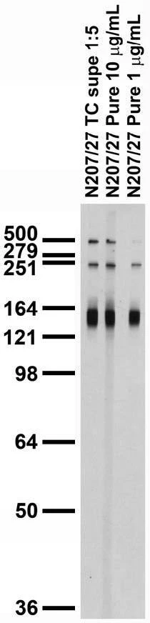 Anti-LRP4 (Extracellular) Antibody