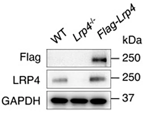Anti-LRP4 (Extracellular) Antibody - Image 3