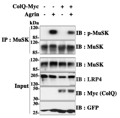 Anti-LRP4 (Extracellular) Antibody - Image 4