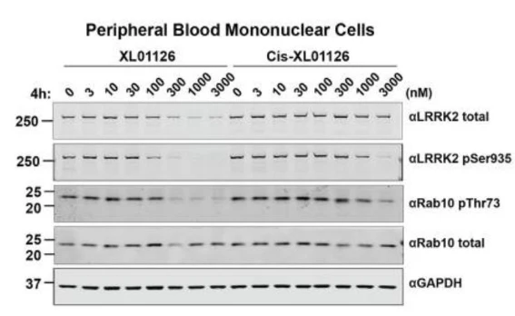 Anti-LRRK2/Dardarin, C-Terminus Antibody - Image 4