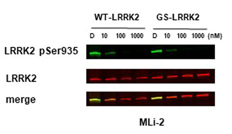 Anti-LRRK2/Dardarin, C-Terminus Antibody - Image 6