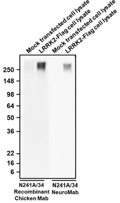 Anti-LRRK2/Dardarin, C-Terminus Recombinant Chicken Chimeric mAb - Image 3