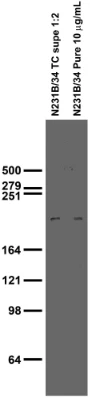 Anti-LRRK2/Dardarin, N3 (Non-Mouse-Reactive) Antibody