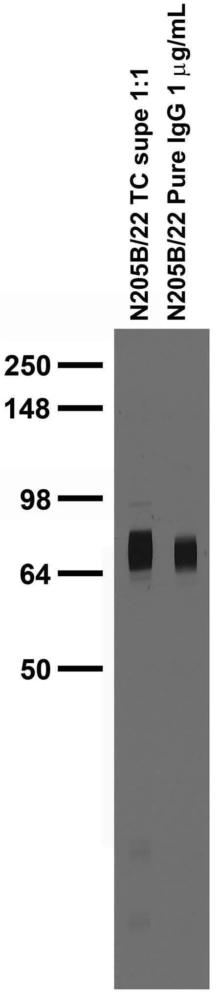 Anti-LRRTM4 Antibody