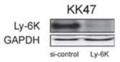 Anti-Ly-6k Antibody