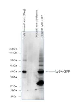 Anti-Ly-6k Antibody - Image 2