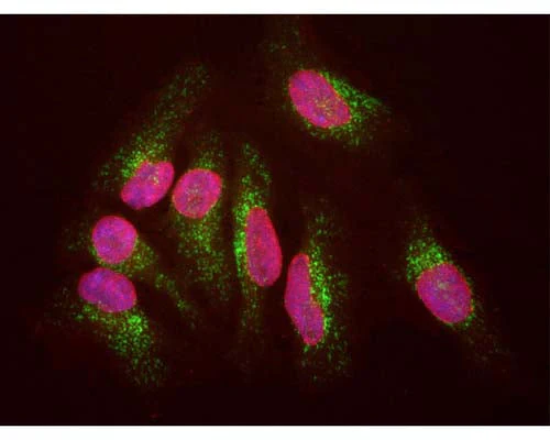 Anti-Lysosomal Associated Membrane Protein 1 (LAMP1) Antibody - Image 2