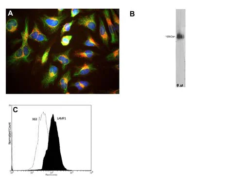 Anti-Lysosomal Associated Membrane Protein 1 (LAMP1) Antibody