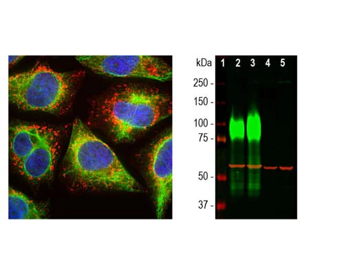 Anti-Lysosomal Associated Membrane Protein 1 (LAMP1) Antibody - Image 2
