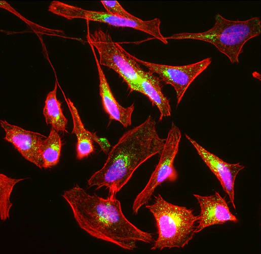 Anti-M6PR Recombinant Chicken Chimeric mAb