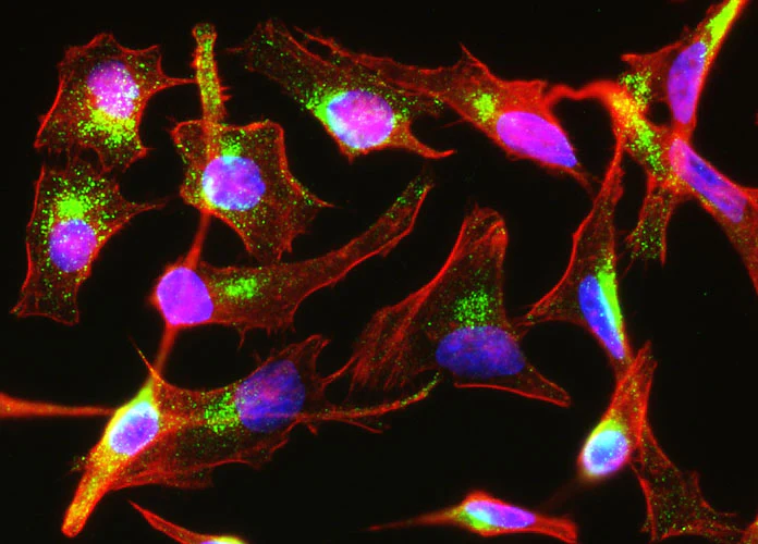 Anti-M6PR Recombinant Chicken Chimeric mAb - Image 2