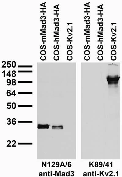 Anti-Mad3 Antibody