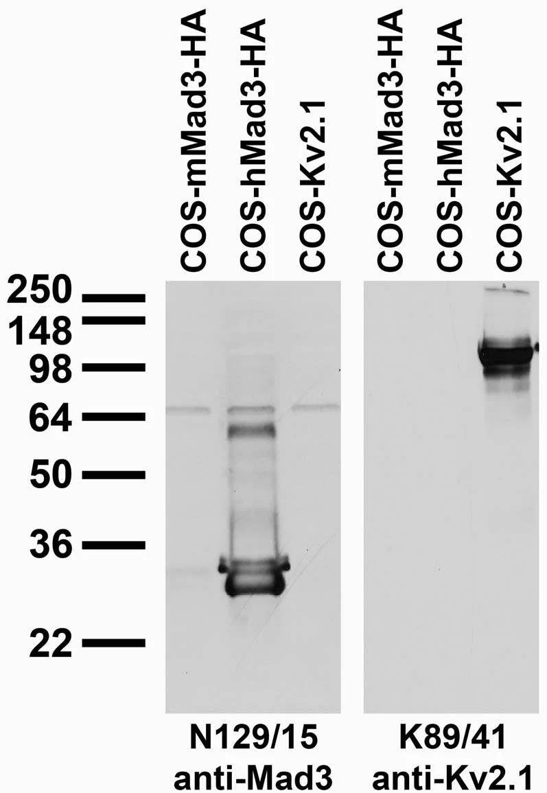 Anti-Mad3 (Human) Antibody
