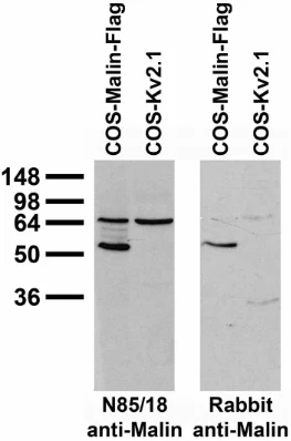 Anti-Malin Antibody