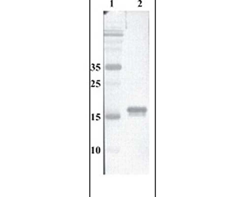Anti-MANF Antibody