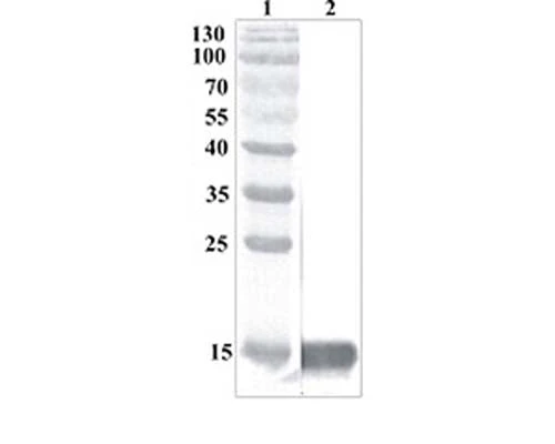 Anti-MANF Antibody