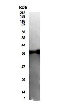 Anti-MAP1 Antibody