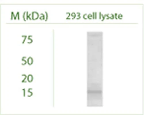Anti-MAP1LC3B Antibody - Image 2