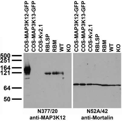 Anti-MAP3K12 Antibody - Image 2